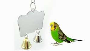 Имам ли папагал да си купя огледало?